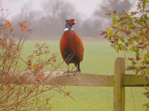 Pheasant Suites コルチェスター エクステリア 写真